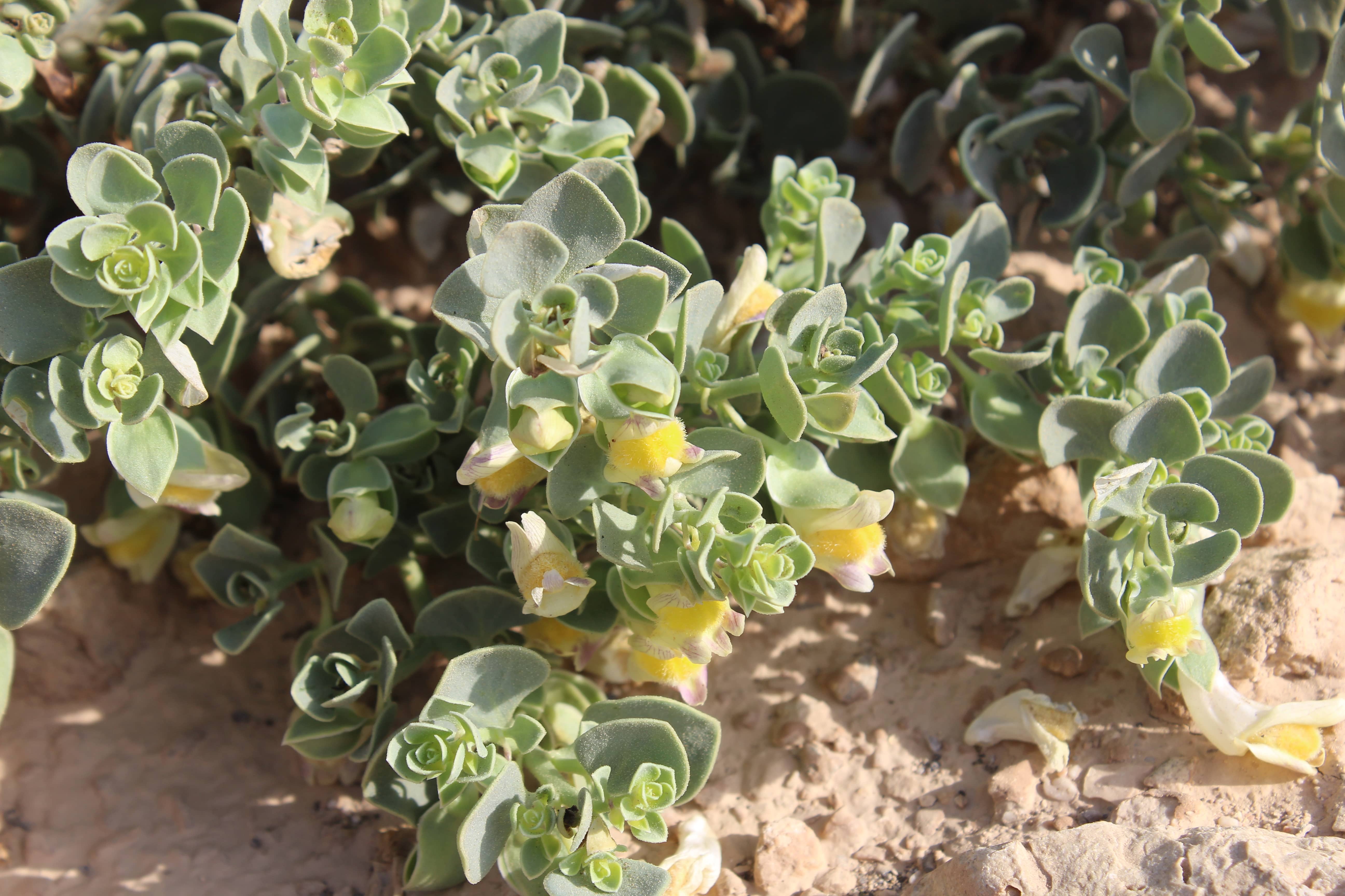 Plant Image